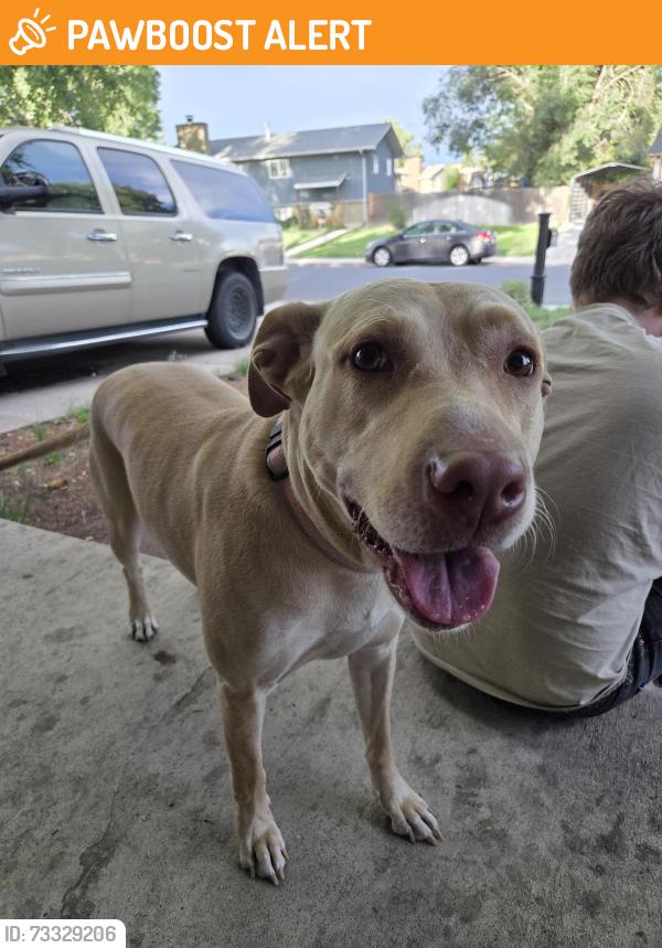 Found/Stray Female Dog last seen Caballero ave, Colorado Springs, CO 80911