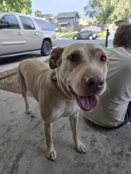 Found/Stray Female Dog last seen Caballero ave, Colorado Springs, CO 80911