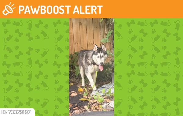 Found/Stray Male Dog last seen NE 152 Street, North Miami Beach, FL 33162