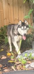 Found/Stray Male Dog last seen NE 152 Street, North Miami Beach, FL 33162