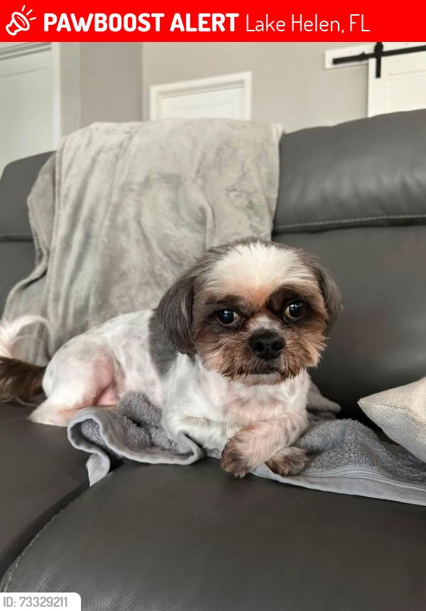 Lost Male Dog last seen Off Linda sue and McKinley by i4 overpass by college, Lake Helen, FL 32744