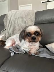 Lost Male Dog last seen Off Linda sue and McKinley by i4 overpass by college, Lake Helen, FL 32744