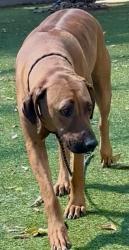 Shelter Stray Male Dog last seen , 14409 Vanowen St, Van Nuys, CA 91405, USA