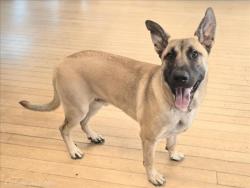 Shelter Stray Male Dog last seen , 14409 Vanowen St, Van Nuys, CA 91405, USA