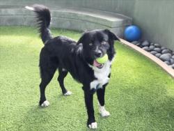 Shelter Stray Male Dog last seen , 14409 Vanowen St, Van Nuys, CA 91405, USA