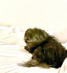 Reunited Female Dog last seen 88th Ave and Dudley Street, Westminster, CO 80021