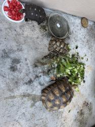 Lost Female Reptile last seen Old Hiatus Road and NW 118th Ave, Plantation, FL 33323