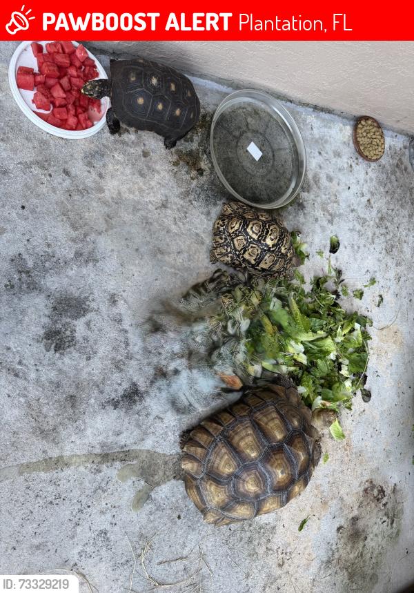 Lost Female Reptile last seen Old Hiatus Road and NW 118th Ave, Plantation, FL 33323