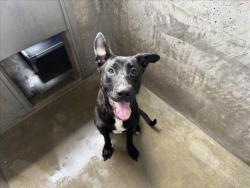 Shelter Stray Female Dog last seen , 14409 Vanowen St, Van Nuys, CA 91405, USA