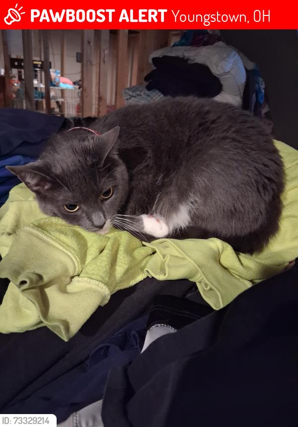 Lost Female Cat last seen Kirk rd, Youngstown, OH 44511
