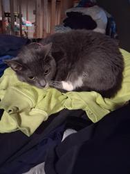 Lost Female Cat last seen Kirk rd, Youngstown, OH 44511