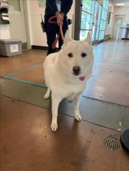 Shelter Stray Female Dog last seen , 14409 Vanowen St, Van Nuys, CA 91405, USA