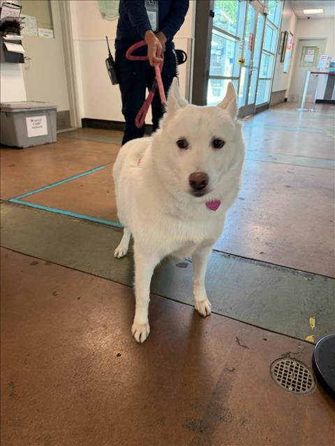 Shelter Stray Female Dog last seen , 14409 Vanowen St, Van Nuys, CA 91405, USA