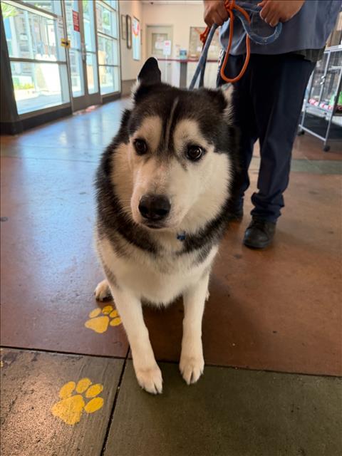 Shelter Stray Male Dog last seen , 14409 Vanowen St, Van Nuys, CA 91405, USA