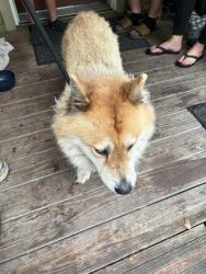 Shelter Stray Female Dog last seen OAK WOOD DR/PETER MAX BLVD, 19640 Dogpatch Ln, Land O' Lakes, FL 34638, USA