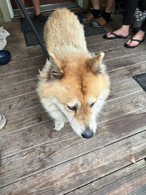 Shelter Stray Female Dog last seen OAK WOOD DR/PETER MAX BLVD, 19640 Dogpatch Ln, Land O' Lakes, FL 34638, USA