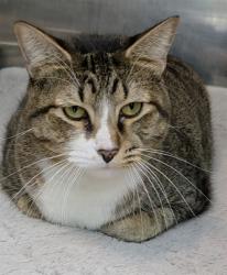 Shelter Stray Male Cat last seen Near BLOCK JOHNSON ST, PEMBROKE PINES FL 33024, 2400 SW 42nd St, Fort Lauderdale, FL 33312, USA