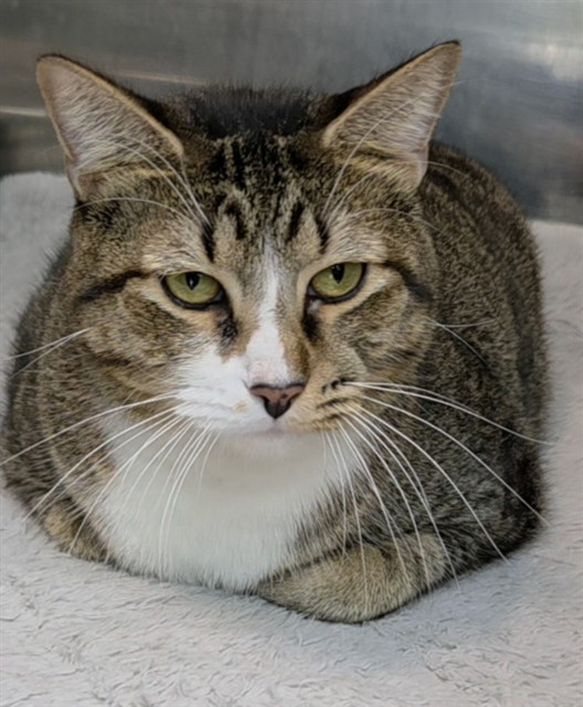 Shelter Stray Male Cat last seen Near BLOCK JOHNSON ST, PEMBROKE PINES FL 33024, 2400 SW 42nd St, Fort Lauderdale, FL 33312, USA