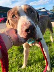 Shelter Stray Male Dog last seen Near Furley AVE, 21206, MD, 2490 Giles Rd, Baltimore, MD 21225, USA