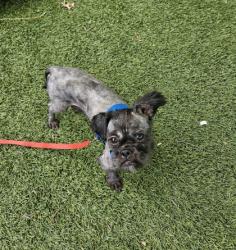 Shelter Stray Male Dog last seen Fleet St in Highlandtown, 21224, MD, 2490 Giles Rd, Baltimore, MD 21225, USA