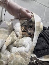 Shelter Stray Female Cat last seen Near Raskin, 21217, MD, 2490 Giles Rd, Baltimore, MD 21225, USA