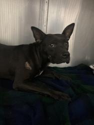 Shelter Stray Female Dog last seen Near SHERWOOD ST, 70805, LA, 2550 Gourrier Ave, Baton Rouge, LA 70820, USA