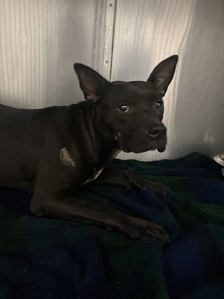 Shelter Stray Female Dog last seen Near SHERWOOD ST, 70805, LA, 2550 Gourrier Ave, Baton Rouge, LA 70820, USA