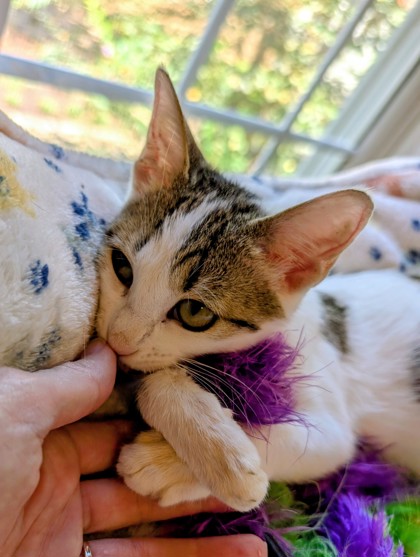 Shelter Stray Female Cat last seen Near Wellborn Oaks Ct Lithonia, GA 30058, 30058, GA, 3280 Chamblee Dunwoody Rd, Chamblee, GA 30341, USA
