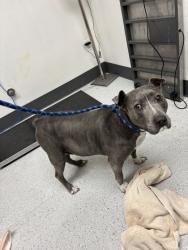 Shelter Stray Female Dog last seen Bancroft and 52nd Ave, Oakland, CA, 1101 29th Ave, Oakland, CA 94601, USA