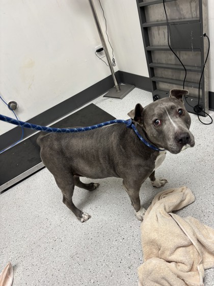 Shelter Stray Female Dog last seen Bancroft and 52nd Ave, Oakland, CA, 1101 29th Ave, Oakland, CA 94601, USA