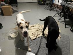 Found/Stray Unknown Dog last seen Conifer and pettigrew, Fayetteville, NC 28314