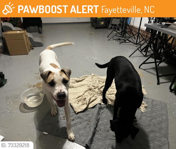 Found/Stray Unknown Dog last seen Conifer and pettigrew, Fayetteville, NC 28314