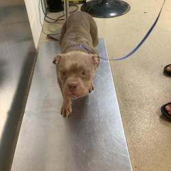 Shelter Stray Female Dog last seen Near Sharondale St., South District, TX, 355 Hillshire Dr, Haslet, TX 76052, USA
