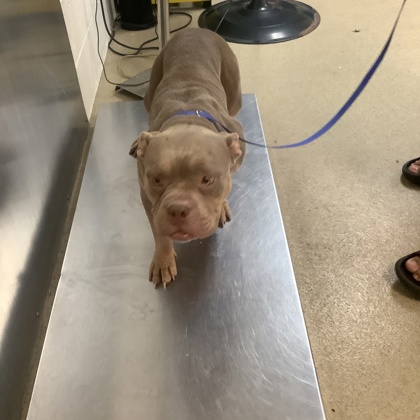 Shelter Stray Female Dog last seen Near Sharondale St., South District, TX, 355 Hillshire Dr, Haslet, TX 76052, USA