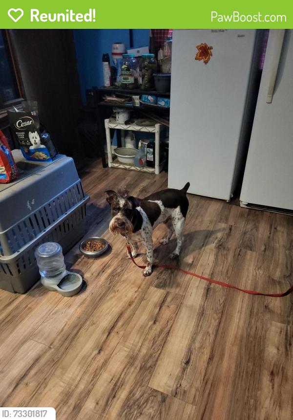 Reunited Male Dog last seen Pennsylvania n partridge, Los Angeles, CA 90038