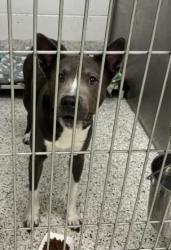 Shelter Stray Male Dog last seen Elkins Pointe Middle School 11290 Elkins Rd, Roswell, GA, 1251 Fulton Industrial Blvd NW, Atlanta, GA 30336, USA