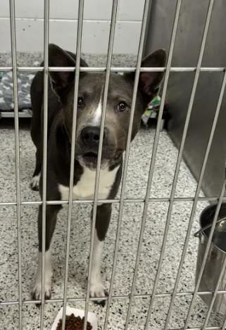 Shelter Stray Male Dog last seen Elkins Pointe Middle School 11290 Elkins Rd, Roswell, GA, 1251 Fulton Industrial Blvd NW, Atlanta, GA 30336, USA