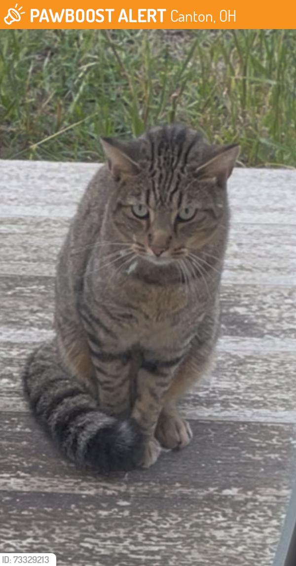 Found/Stray Unknown Cat last seen On 44th Street, in front of Glenwood Middle School, Canton, OH 44709