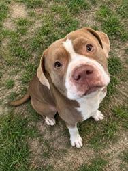 Shelter Stray Male Dog last seen W Norway Lane, Lecanto, FL, 4030 S Airport Rd, Inverness, FL 34450, USA