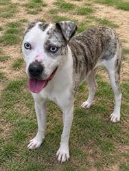Shelter Stray Male Dog last seen Highland Park Drive, Hernando, FL, 4030 S Airport Rd, Inverness, FL 34450, USA