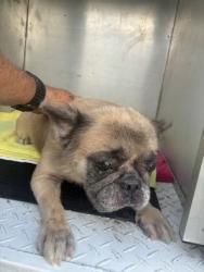 Shelter Stray Female Dog last seen ROCK CRUSHER RD, Homosassa, FL, 4030 S Airport Rd, Inverness, FL 34450, USA