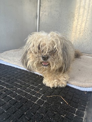 Shelter Stray Female Dog last seen ROCK CRUSHER RD, Homosassa, FL, 4030 S Airport Rd, Inverness, FL 34450, USA