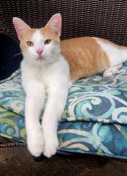 Reunited Male Cat last seen Southside High School, Fort Smith, AR 72903