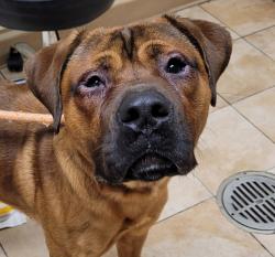 Shelter Stray Male Dog last seen SE Evans Ave & SE Sweetbriar Ln, TROUTDALE, OR, 97060, 1700 W Historic Columbia River Hwy, Troutdale, OR 97060, USA