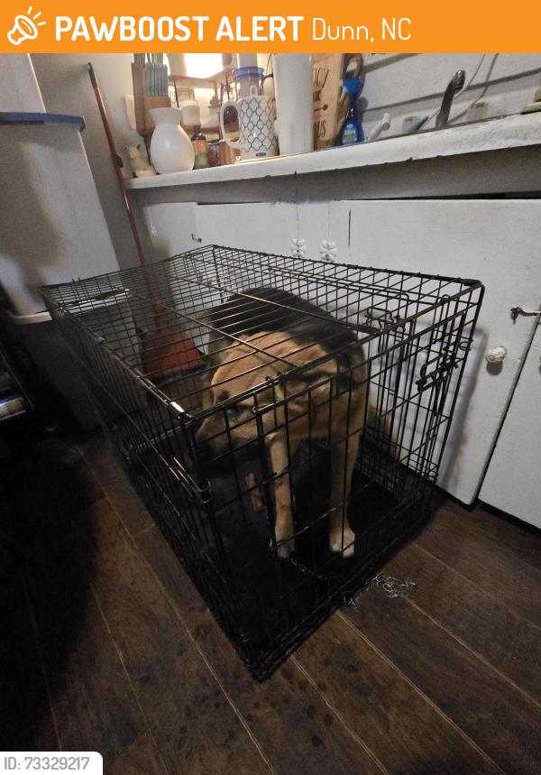 Found/Stray Male Dog last seen N Clinton Ave, Dunn, NC 28334
