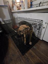 Found/Stray Male Dog last seen N Clinton Ave, Dunn, NC 28334