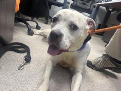 Shelter Stray Female Dog last seen Boston Road, BRONX, NY, 10460, 326 E 110th St, New York, NY 10029, USA