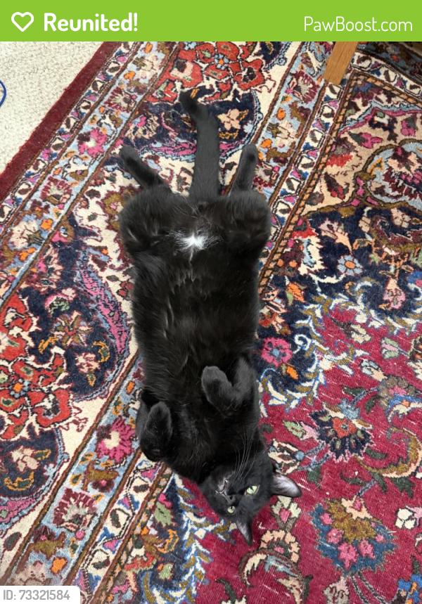 Reunited Male Cat last seen Arlen St and Rowen Ct, Annandale, VA 22003
