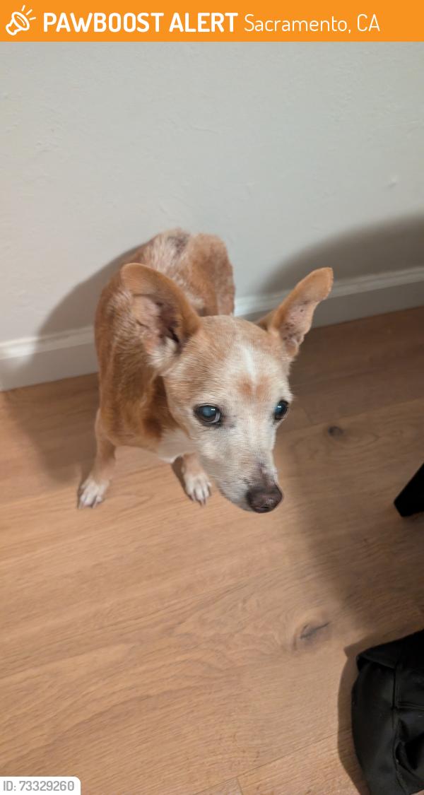 Found/Stray Male Dog last seen Main avenue and truxel road, Sacramento, CA 95838