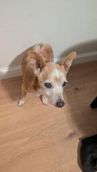 Found/Stray Male Dog last seen Main avenue and truxel road, Sacramento, CA 95838
